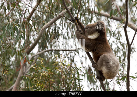 Koala in Kijiji aktiv Stockfoto