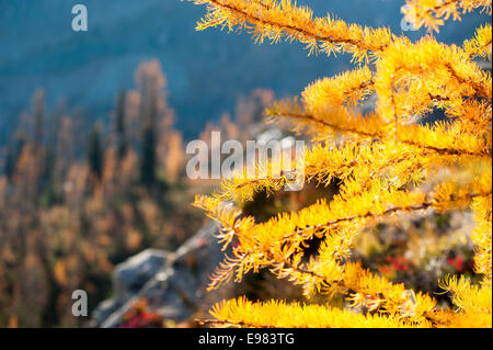 Lärche Baum im Herbst Stockfoto