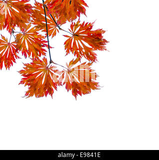 Herbst Hintergrund mit bunten Blättern, Platz für Text. Stockfoto