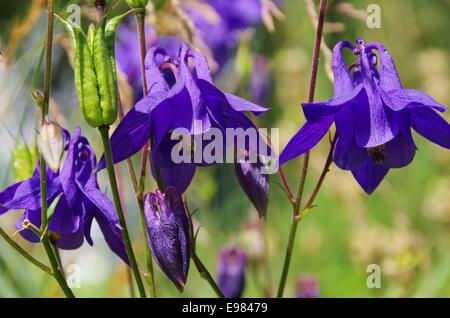 Akelei - Aquilegia 01 Stockfoto