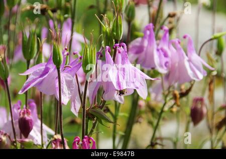 Akelei - Aquilegia 03 Stockfoto