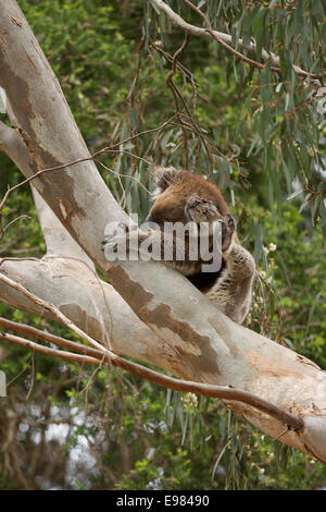 Koala in Kijiji aktiv Stockfoto