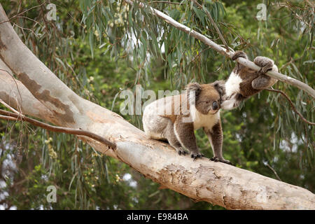 Koala-Mutter und Kind in Baum Stockfoto