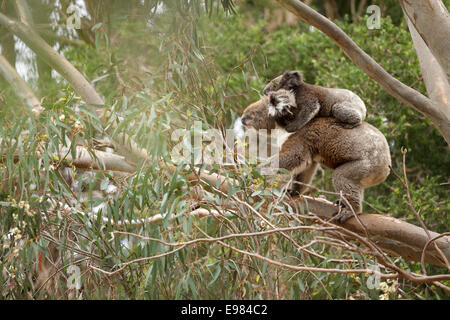 Koala-Mutter und Kind in Baum Stockfoto