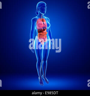 Darstellung der weiblichen Verdauungssystem Stockfoto