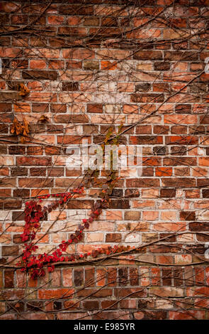 Roten Ivy Hecke Schlingpflanze an Wand Stockfoto