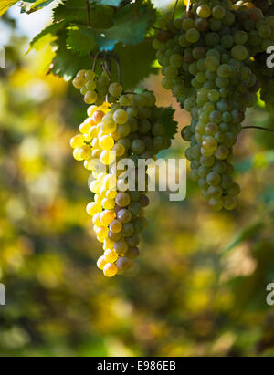Weiße Trauben hängen vom üppigen grünen Weinstock mit unscharfen Weinberg Stockfoto