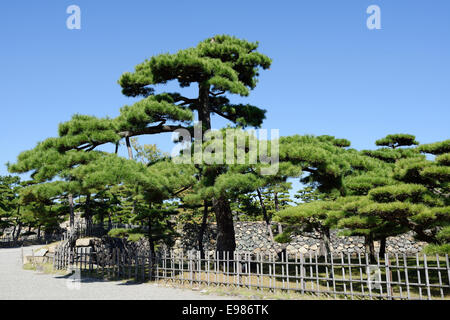 Japanischer Garten mit Pinien vor einem strahlend blauen Himmel Stockfoto