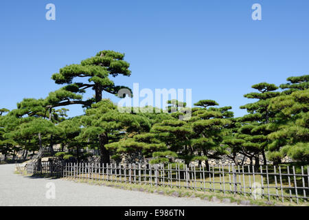 Japanischer Garten mit Pinien vor einem strahlend blauen Himmel Stockfoto