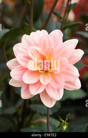 Apricot farbigen Dahlien in einer krautigen Grenze. Stockfoto