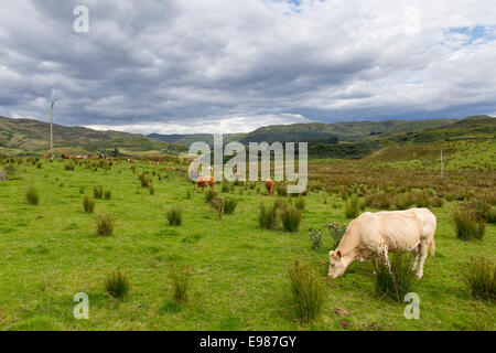 Vieh in der Mitte des Argyll Landschaft auf der A816 auf A816 nördlich von Kilmartin in der Nähe von Barravullin Stockfoto