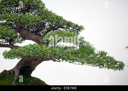 Bonsai-Baum in einem Topf-Sammlung Stockfoto