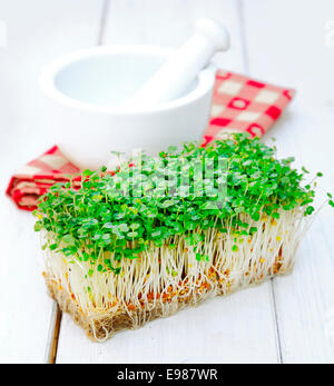 Indische kultiviert Gartenkresse vor einem Mörser mit Stößel auf einer karierten Serviette. Kräuter auf einem hölzernen Hintergrund für Zutaten Foodkonzepte Stockfoto