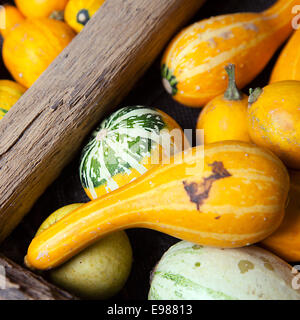 Sortiment verschiedener dekoriert Kürbisse in ein großes hölzernes Rad als eine enge Stockfoto
