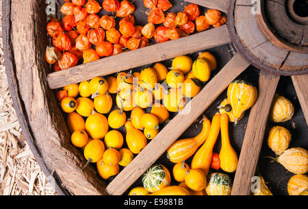 Verschiedene Arten von dekorativen Kürbisse in ein großes hölzernes Rad Stockfoto