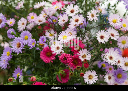 Verschiedene frisch geschnittene Blumen Stockfoto