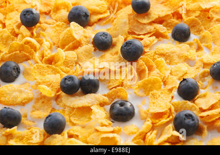 Schwarze Strömungen und Frühstücks-Cerealien in Milch schweben. Stockfoto