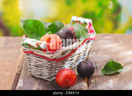 Frisch gepflückt rote und violette Pflaumenmus Pflaumen in einem Weidenkorb auf einem alten Holztischen im freien Stockfoto