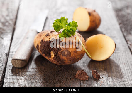 Halbierte und ganze Frische Kartoffel noch bedeckt im Boden aus dem Garten auf einem alten Holztisch mit einem Küchenmesser Stockfoto