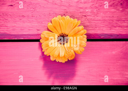 Gelbe Gerbera Blume, Symbol der Delikatesse und Unterscheidung, auf einem Holztisch in rosa lackiert Stockfoto