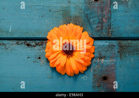 Nahaufnahme einer orange Gerbera Blume auf einem abgenutzten Holztisch lackiert in blau, schoss aus der Vogelperspektive Stockfoto