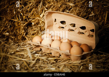 Close-up zehn frische braune Eier im Karton auf Stroh Stockfoto