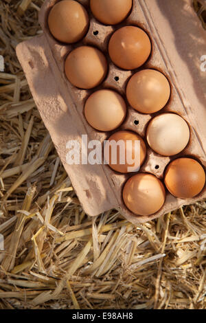 Close-up zehn braune Eier im Karton auf Stroh, Schuss aus Vogelperspektive Stockfoto