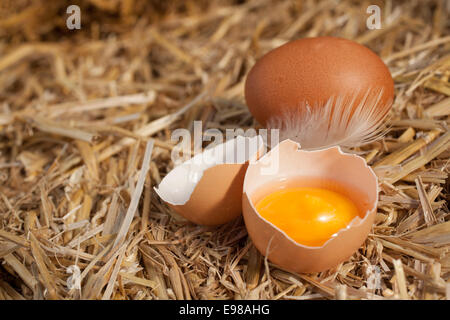 Farbige gelbe Eigelb in eine zerbrochene Eierschale mit einem ganzen Ei und Feder eingebettet auf einem Bett aus sauberem Stroh mit Exemplar Stockfoto