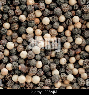Hintergrund Nahaufnahme der getrocknete ganze schwarze und weiße Pfefferkörner, eine scharf aromatische Gewürz- und Gewürz in der Küche verwendet Stockfoto