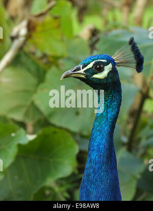 Ein schöner männlicher Pfau. Stockfoto