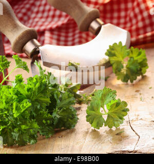 Nahaufnahme von einem modernen Kraut Cutter (Wiegemes) mit Holzgriffen und ein Bund Petersilie auf der Klinge. Stockfoto