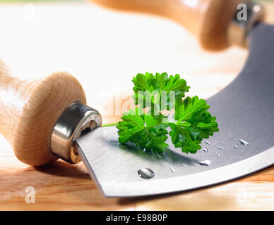 Nahaufnahme von einem modernen Kraut Cutter (Wiegemes) mit Holzgriffen und ein Bund Petersilie auf der Klinge. Stockfoto