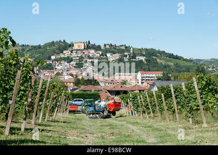 Italien, Panorama über die Weinberge des Piemonts: Langhe Roero und Monferrato auf der UNESCO-Welterbe Liste: Ernte in Canelli Stockfoto