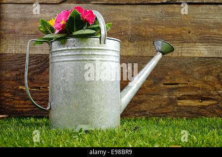 Dekorative alte Metall Gießkanne gefüllt mit hübschen rosa Sommerblumen steht man vor einer rustikalen Holzwand auf saftig grünen Rasen Stockfoto