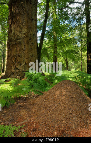 Große rote Holz Ameise Nest - Formica Rufa New Forest, Hampshire Stockfoto