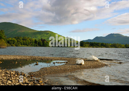 Schwäne am Loch Lomond Ben Lomond entfernten rechten Schottland Stockfoto