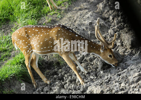 Das Reh entdeckt ist das am häufigsten vorkommende Mitglied der Familie Hirsch in Indien. Stockfoto