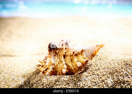 Muschel angeschwemmt durch die Gezeiten auf Strandsand liegend mit einem Ozean Hintergrund und flachen dof Stockfoto