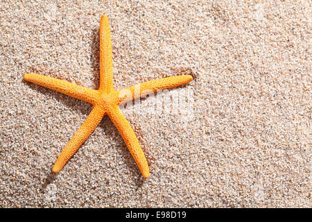 Seestern auf goldenen Sandstrand in der Sonne liegend mit Exemplar Stockfoto