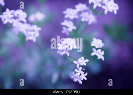 Zarten weißen Blüten wachsen in der Natur auf einem unscharfen, ätherisch tief violettem Hintergrund Stockfoto