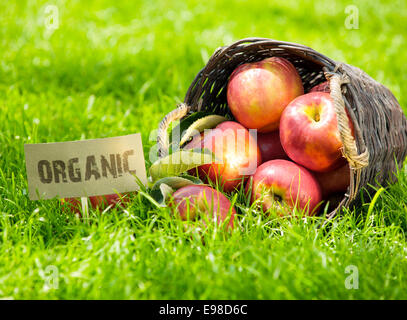 Frisch geerntete rote Bio-Äpfel in einem Weidenkorb auf seiner Seite im grünen Rasen auf einem Bauernmarkt mit einem Bio-Label neben angezeigt Stockfoto