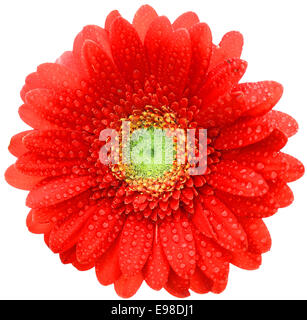 Draufsicht auf einen einzigen roten Gerbera Daisy mit Wassertropfen auf die Blütenblätter oder Strahlen isoliert auf einem weißen Hintergrund schimmernden Stockfoto