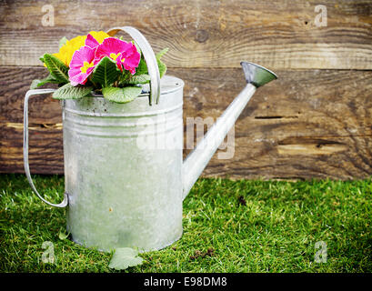 Alte verzinkte Metall Gießkanne gefüllt mit bunten Sommerblumen, stehend auf einem gepflegten grünen Rasen vor der Wand von einem rustikalen hölzernen Schuppen Stockfoto