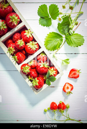 Anzeige der leckere Reife rote Erdbeeren in Holzkisten auf bemalten Tafeln mit frischen grünen Blättern und Blüten und eine halbierte Beere zeigt das saftige Fleisch, Ansicht von oben Stockfoto