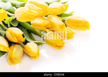 Bouquet von lebendigen gelbe frische Tulpen liegend auf einem weißen Hintergrund mit Exemplar für Ihr Jubiläum oder Geburtstag wünscht Stockfoto