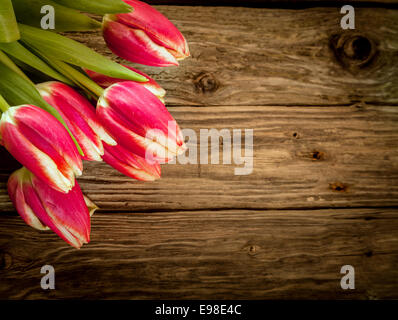 Alten verwitterten Holz Hintergrund mit frische rote Tulpe Dekoration der einen Blumenstrauß in der Ecke mit Exemplar Stockfoto