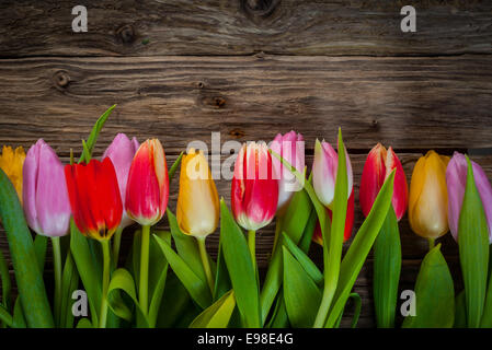 Bunte Blumen Grenze frische Tulpen in rot, lila und gelb in einer Linie auf einem rustikalen verwitterte Holz Hintergrund mit angeordnet Stockfoto