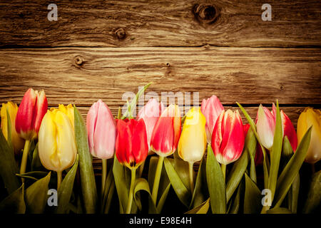 Schöne frische Tulpe Grenze in rot, gelb und rosa angeordnet am unteren Rand der Imageen-Boards mit Exemplar und Vignettierung Stockfoto