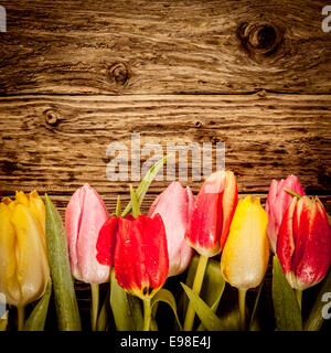 Hübsche Tulpe Grenze in bunten rot, gelb und rosa auf einem Vintage strukturierte Holz im quadratischen Format mit Exemplar Stockfoto