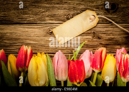 Grenze der bunten frischen Tulpen auf alte Grunge verwitterte Holzbretter mit Exemplar für einen rustikalen Hintergrund Stockfoto